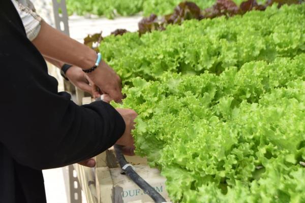 مشاركات المتطوعين